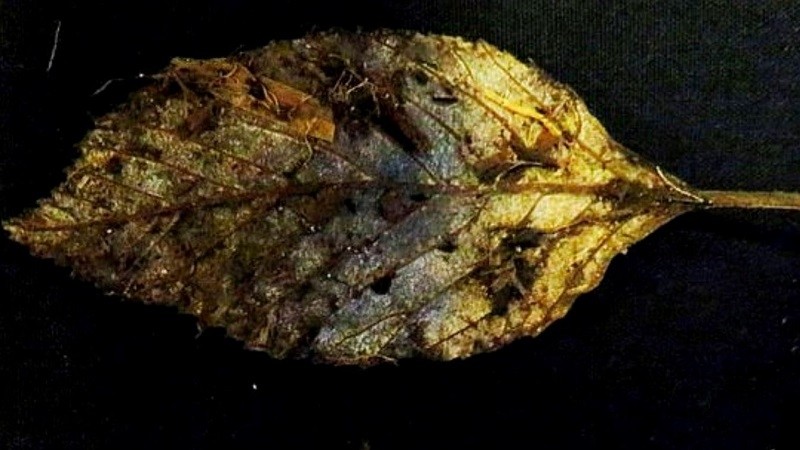 Tìm thấy chiếc lá 6.000 năm tuổi được bảo quản hoàn hảo