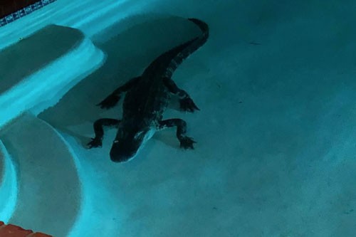 Hết hồn phát hiện cá sấu dài 2m trong bể bơi nhà mình