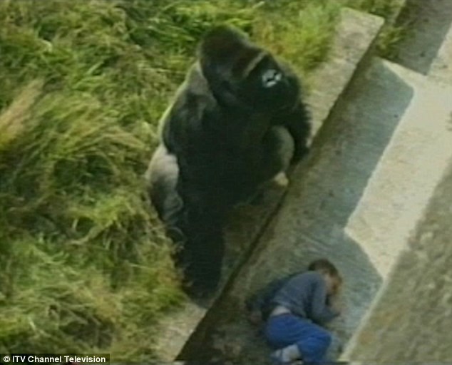 Cảnh khó tin sau khi bé trai 5 tuổi ngã vào chuồng khỉ đột bất tỉnh