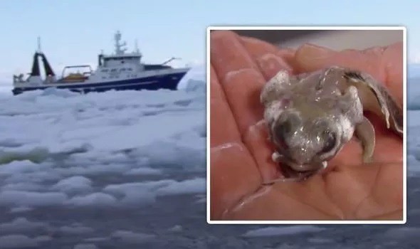 Các nhà khoa học vừa có những phát hiện vô cùng thú vị về những sinh vật kỳ lạ ẩn náu dưới đáy biển Nam Cực.