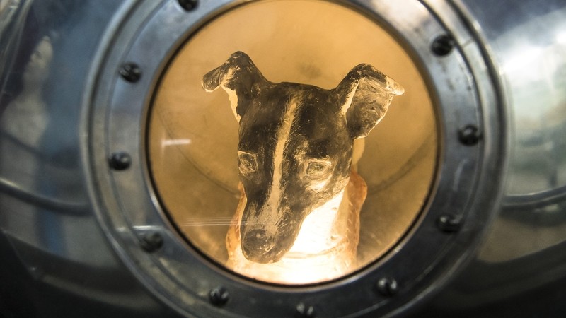 Laika - con chó đầu tiên lên vũ trụ.
