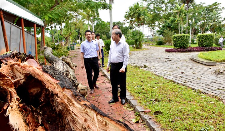 Chủ tịch UBND tỉnh yêu cầu sớm thu dọn, xử lý những cây xanh bị hư hại bởi bão số 5.