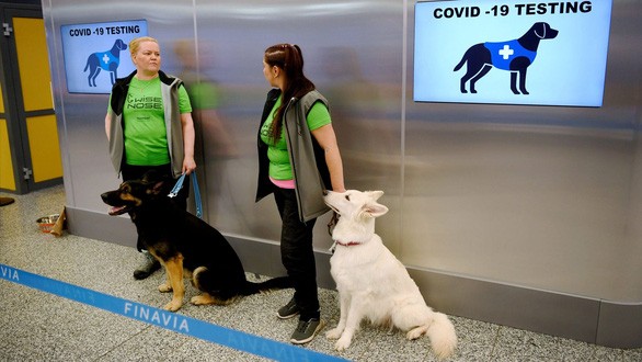 Phần Lan: Sân bay Helsinki sử dụng chó đánh hơi người mắc Covid-19