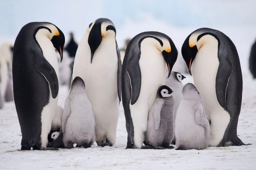 Khám phá thú vị về chim cánh cụt