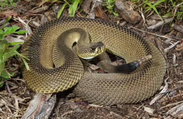 Hình ảnh con rắn đuôi chuông đột biến cực hiếm.