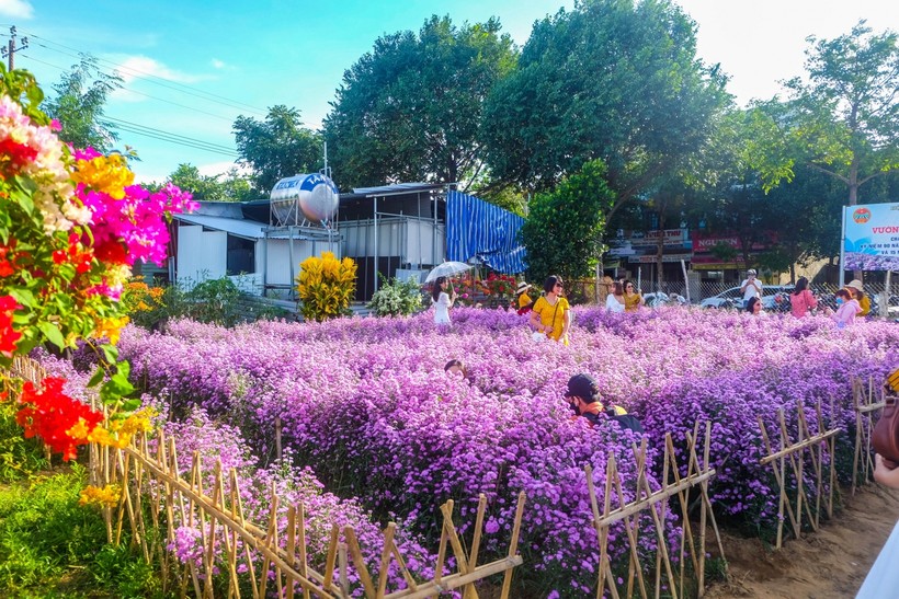  Mô hình “Vườn hoa mẫu trong phố” ở phường Khuê Trung, quận Cẩm Lệ, TP Đà Nẵng.

