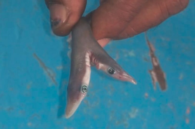 Con cá mập con đột biến 2 đầu được tìm thấy ở vùng biển phía tây Ấn Độ.