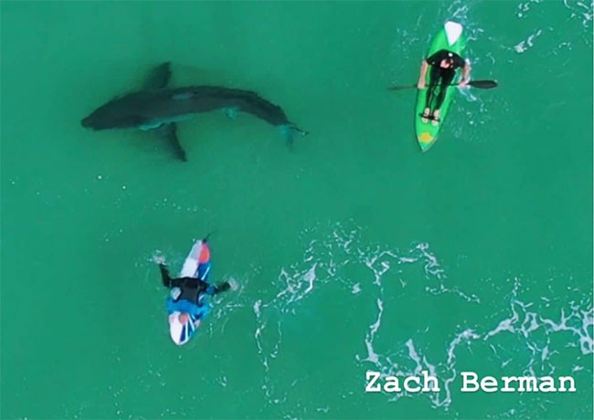 Drone cảnh báo cá mập  tấn công người lướt ván