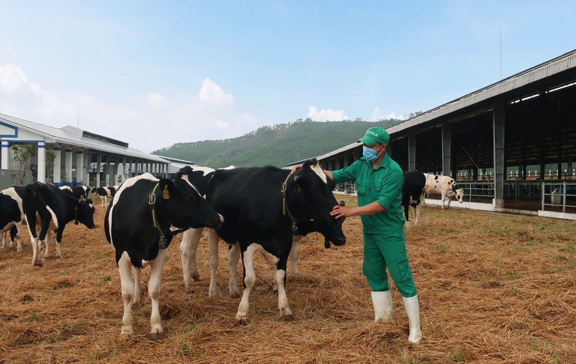 Vinamilk nhập khẩu hơn 2.100 bò sữa HF thuần chủng từ Mỹ về trang trại mới tại Quảng Ngãi