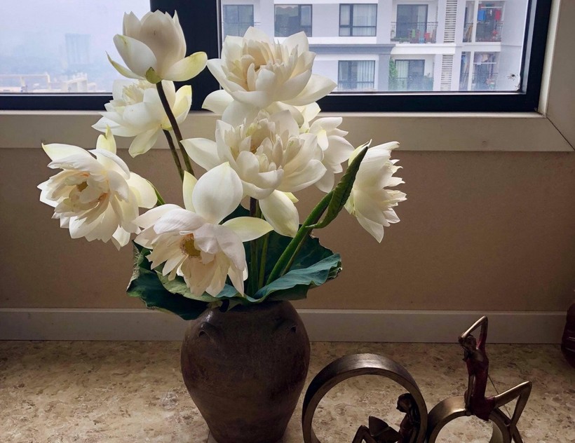 6 cách phân biệt hoa sen và hoa quỳ "chuẩn không cần chỉnh"