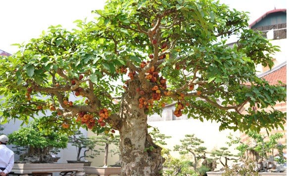 9 loại cây vượng tài lộc nên trồng trước nhà