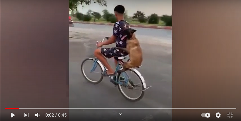 Clip: Chú chó ngồi sau xe đạp "gây bão" mạng 