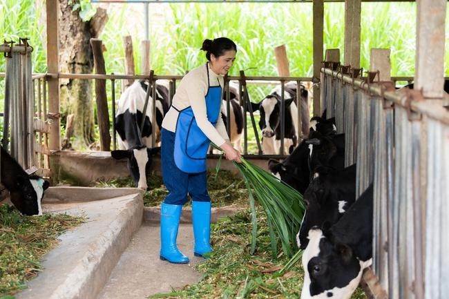 Chị Thiên Nga – một trong những phụ nữ chăn nuôi bò sữa tiêu biểu tại Lâm Đồng. Chị vừa hoàn thành tốt công việc tại nông trại vừa chăm lo việc nhà chu đáo.