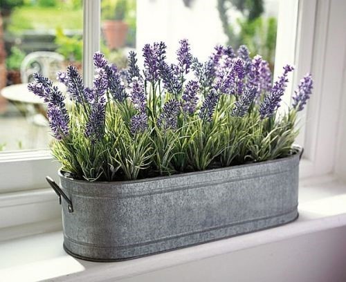 Cây hoa oải hương được sử dụng trong y học, tinh hoa lavender có tác dụng an thần, dễ ngủ và có tính sát trùng, sát khuẩn cao.