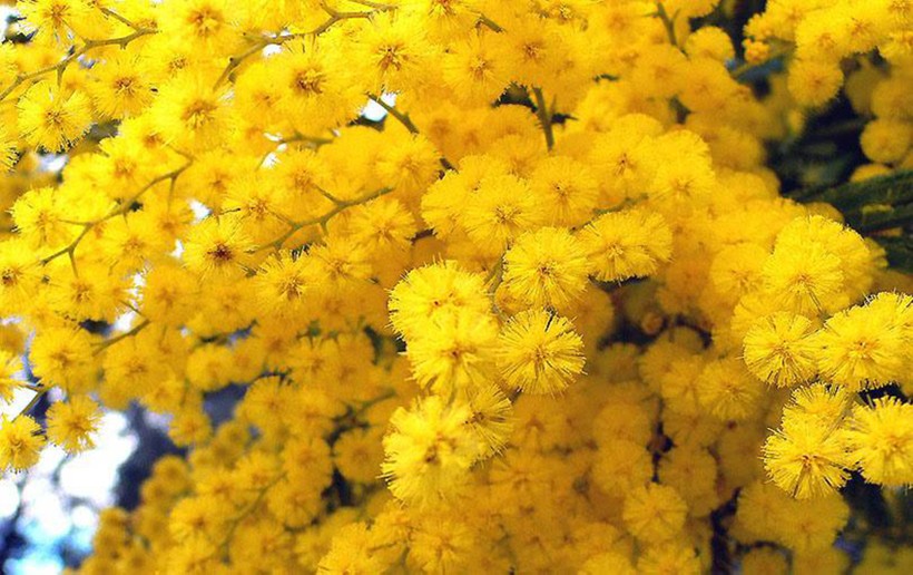 Mimosa không chỉ là loài hoa tươi sáng xinh đẹp mà chúng còn lưu giữ một lịch sử đẹp đẽ gắn liền với ngày 8/3. 