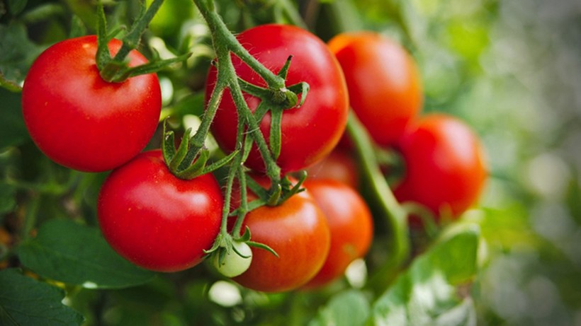 Lycopene là một hợp chất được tìm thấy trong cà chua, tạo nên màu đỏ rực rỡ cũng như đặc tính chống ung thư của nó. (Ảnh: ITN) 