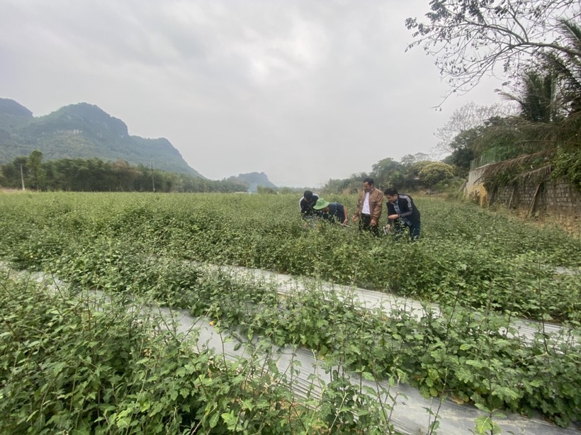 Mô hình trồng cây dược liệu tại một số huyện miền núi Thanh Hoá đang cho hiệu quả kinh tế cao. (Ảnh: NT).