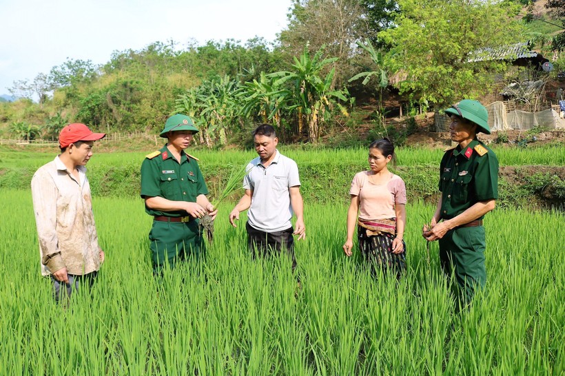 Người dân Mường Lát được bộ đội hướng dẫn trồng lúa cho năng suất cao. (Ảnh: NT).