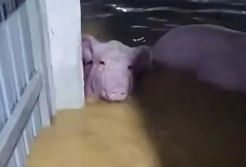 Đàn lợn bị chìm trong nước lũ. (Ảnh: CTV).