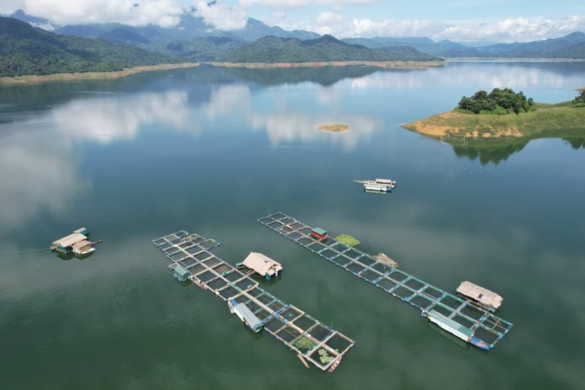 Mô hình nuôi cá lồng trên hồ Cửa Đạt cho thu nhập khá. (Ảnh: NT)