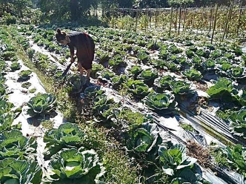 Mô hình trồng rau sạch đã và đang được nhân rộng, cung cấp nguồn rau sạch cho cộng đồng.