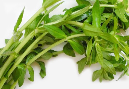 Húng tây, loại rau thơm phổ biến trong bữa ăn của người Việt