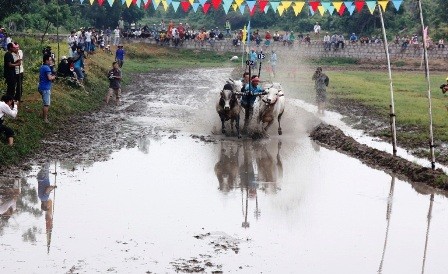 Lễ hội đua bò truyền thống năm 2015 diễn ra tại huyện Tịnh Biên và huyện Tri Tôn thu hút 74 đôi bò tham gia.