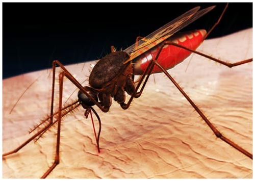 Tự chế bẫy diệt muỗi đơn giản, hiệu quả