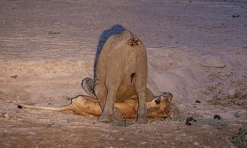 Sư tử cái gầy trơ xương bị voi con đè nghiến dưới đất