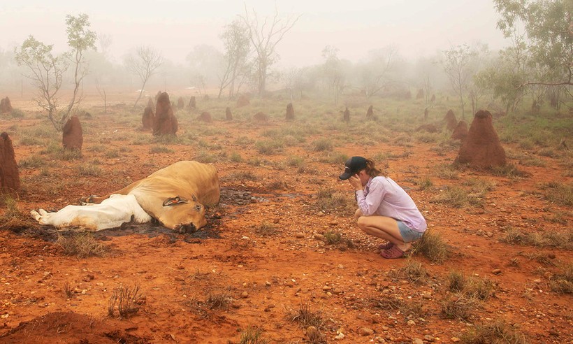 500.000 gia súc chết vì lũ lụt ở Australia, xác nằm la liệt giữa đồng