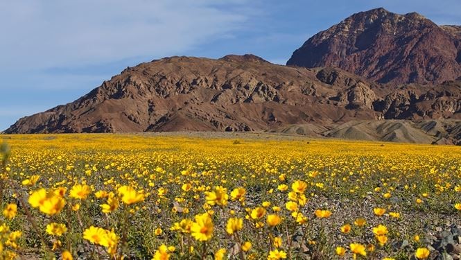 Thung lũng khô cằn cứ 10 năm lại biến thành biển hoa ở Mỹ