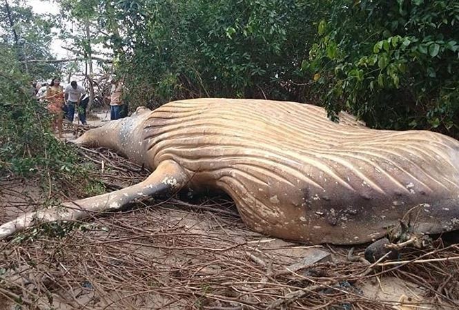 Bí ẩn cá voi khổng lồ chết trong rừng Brazil