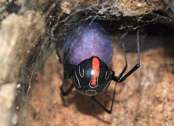 Phát hiện loài nhện mới cực hiếm, cực độc, đáng sợ nhất thế giới 