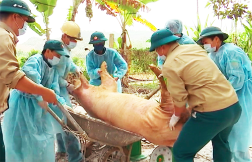 9 tỉnh thành đã ghi nhận dịch tả lợn châu Phi với hơn 6000 con lợn bị thiêu hủy (Ảnh minh họa)