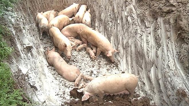 Hàng chục nghìn con lợn mắc dịch tả lợn châu Phi đã bị thiêu hủy, tại 12 tỉnh thành trên cả nước.