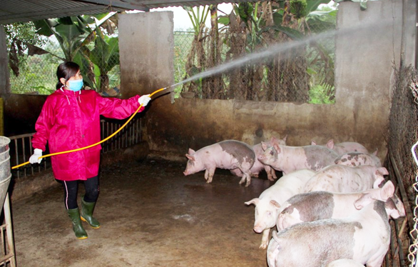 Dịch bệnh đã xâm nhiễm vào trang trại có điều kiện chăn nuôi an toàn sinh học tốt.