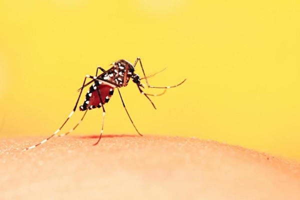 Sốt xuất huyết là bệnh truyền nhiễm do virus Dengue gây nên. Virus này truyền từ người sang người chủ yếu do muỗi đốt.