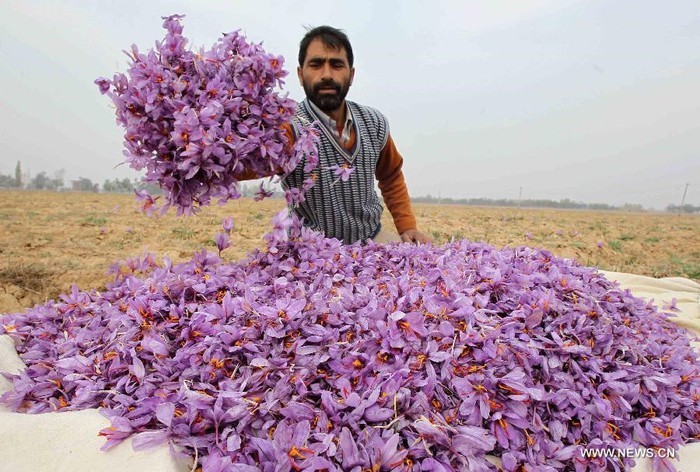 Nhụy hoa nghệ tây (hay còn gọi Saffron) được mệnh danh là "vàng đỏ" bởi mức giá cao khủng khiếp 650 triệu đồng/kg. Ảnh: News.