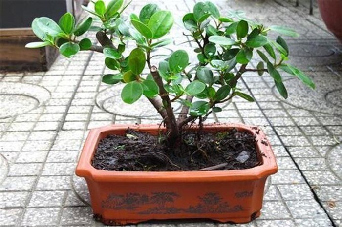 Cây bách không nên trồng cây đa bonsai trong nhà bởi gốc rễ cây đa thường to và thô, trong phong thủy bị coi là mất cân bằng cho ngôi nhà.