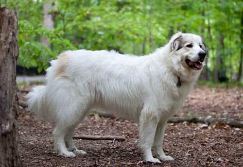 Chó chăn cừu Anatoli - Chiều cao: 66-79cm - Cân nặng: 41-68kg.