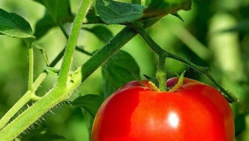 Lá cà chua có chứa một lượng nhỏ solanin và tomatin có thể gây rối loạn tiêu hóa nếu ăn quá nhiều một lúc (liều tối thiểu để gây tử vong vào khoảng hơn 450 gram).