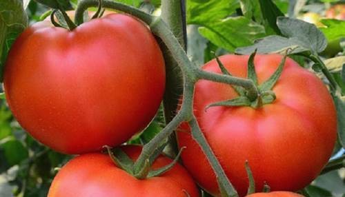 Cà chua có rất nhiều công dụng trong làm đẹp, đặc biệt là trị nám, tàn nhang và làm trắng da.