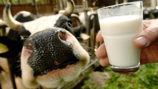 Tốt nhất bạn nên uống sữa tươi đã chế biến và khử trùng sẽ an toàn hơn cho sức khỏe.