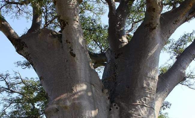 Ở Angola, quả baobab được lấy làm nước trái cây còn ở Zimbabwe được nghiền rồi cho vào cháo. 