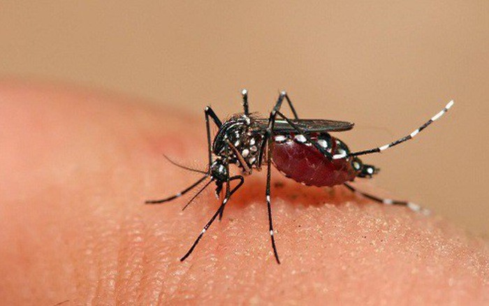 Virus Dengue gây bệnh sốt xuất huyết lây truyền qua đường muỗi đốt (Ảnh minh họa)