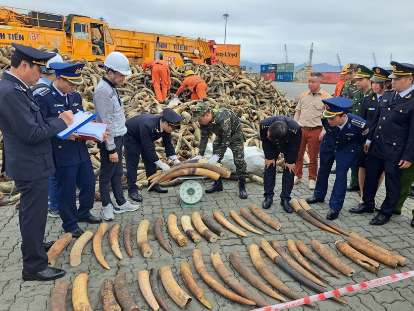 Gần 130 kg ngà voi nhập khẩu trái phép bị phát hiện, thu giữ.