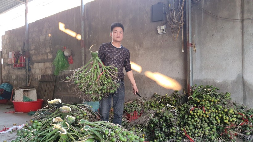 Nghề trồng, chế biến, xuất khẩu cau tại huyện Thuỷ Nguyên giúp nông dân phát triển kinh tế (ảnh minh hoạ).