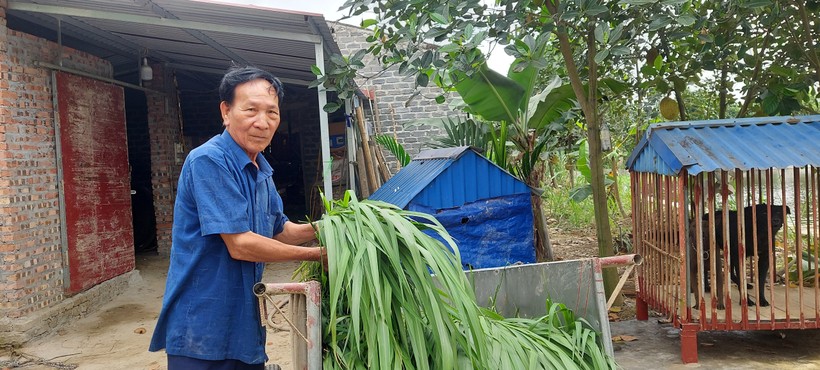 Ông Vũ Văn Nhĩ dù đã cao tuổi nhưng vẫn đam mê làm nông nghiệp.