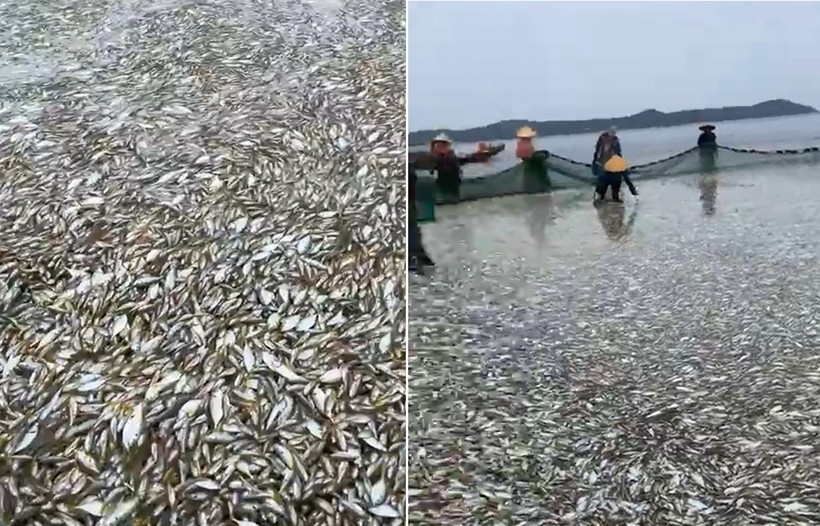 Ngư dân Thanh Hóa trúng mẻ cá hơn 20 tấn. (Ảnh cắt từ clip)