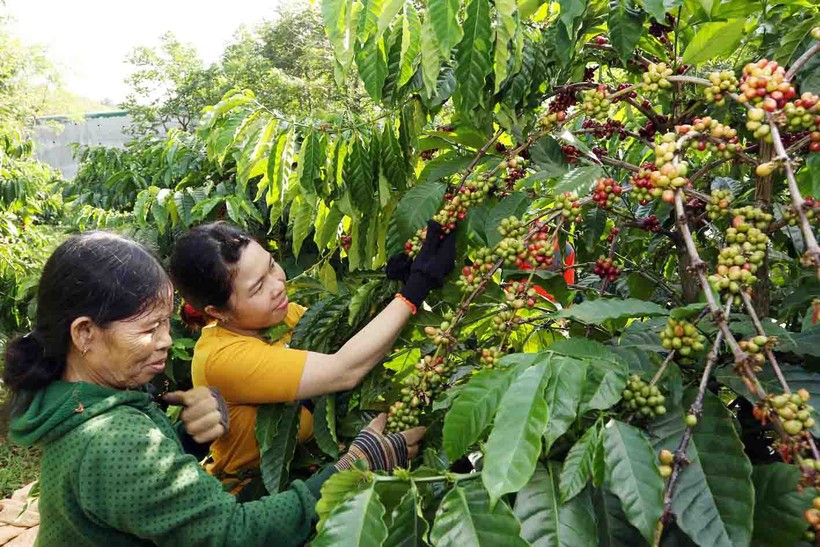 Nông dân tham gia dự án Nescafé Plan đang thu hoạch tại vườn mẫu tại xã Nhân Cơ, tỉnh Gia Lai